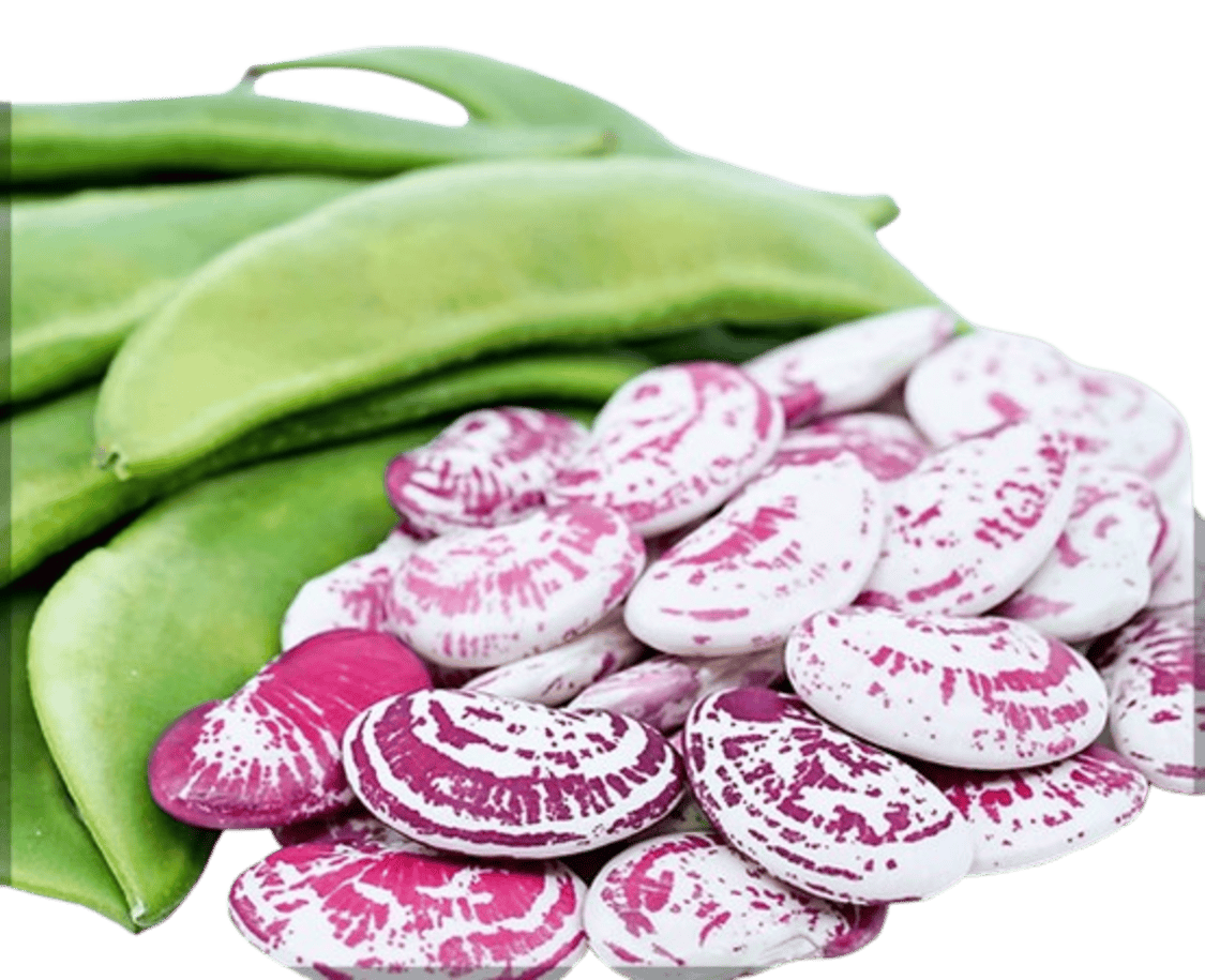 Double Beans - Red seed (Lima Beans) SRI SAI FORESTRY