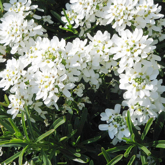 Candytuft Flower Seeds – Elegant Blooms for Your Garden, Balcony & Terrace SRI SAI FORESTRY