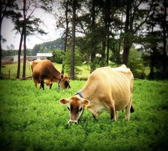 Alfa Alfa Grass Seeds for Cow, Goat Grass Seeds | Alfalfa Grass Seeds SRI SAI FORESTRY