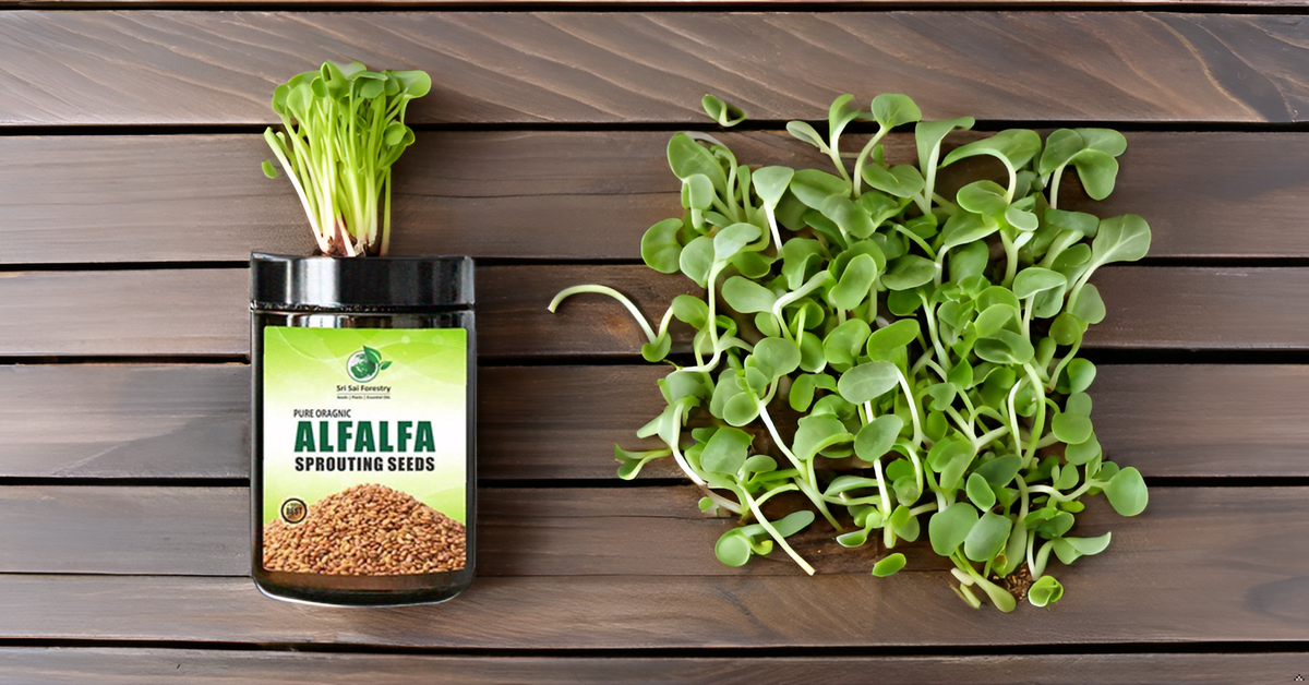 Alfalfa Sprouting Seeds | Perfect for Sprouting & Microgreens SRI SAI FORESTRY