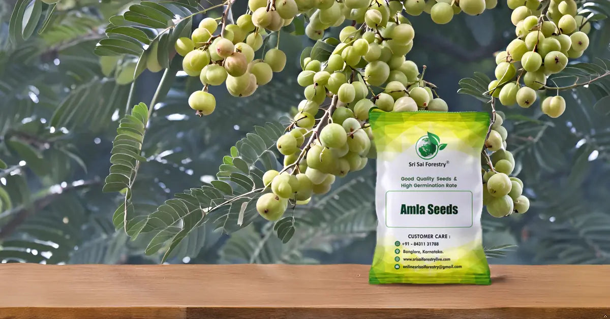 Amla Seeds | Indian Gooseberry Tree Seeds for Planting SRI SAI FORESTRY