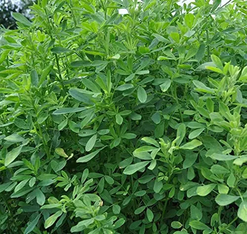 Berseem Grass Seeds for Cow, King of Fodder Grass Seed SRI SAI FORESTRY