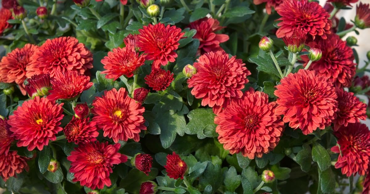 Chrysanthemum (Sevanti, Shevanti) Mixed Flower Seeds Pack + Coco Coir (2 Disc) Ideal for Seed Germination for Home Garden SRI SAI FORESTRY