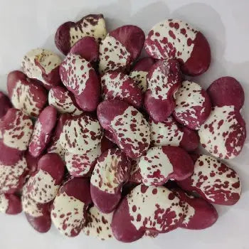 Double Beans - Red seed (Lima Beans) SRI SAI FORESTRY