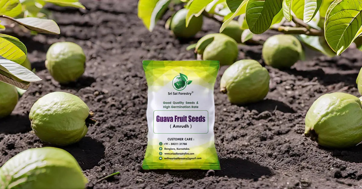 Guava Tree Seeds for Planting SRI SAI FORESTRY