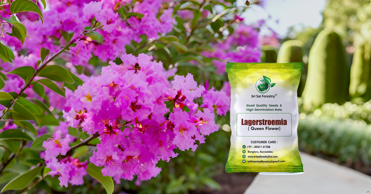 Lagerstroemia Speciosa (Pride of India) Tree Seeds – Vibrant Flowering Beauty for Landscaping SRI SAI FORESTRY