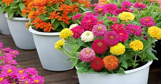 Zinnia Mixed Hybrid Seeds – Vibrant, Long-Lasting Blooms for Garden, Balcony & Containers SRI SAI FORESTRY