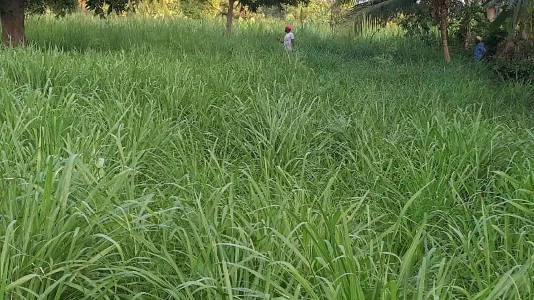 Punjabi Grass Seeds for Goat Multi Cut Grass SRI SAI FORESTRY