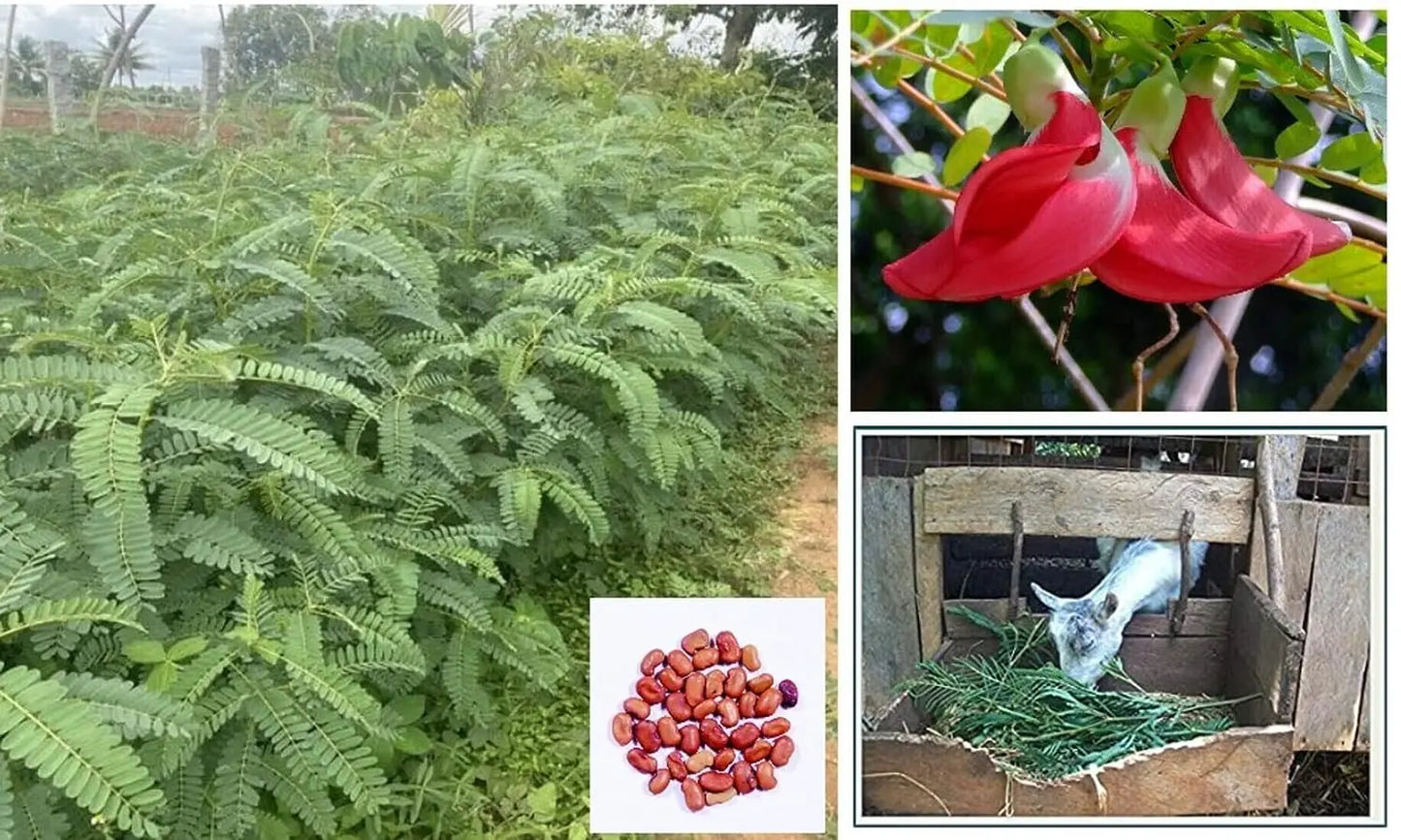 Sesbania Grandiflora Seeds - HumingBird, Agati Tree Seed SRI SAI FORESTRY