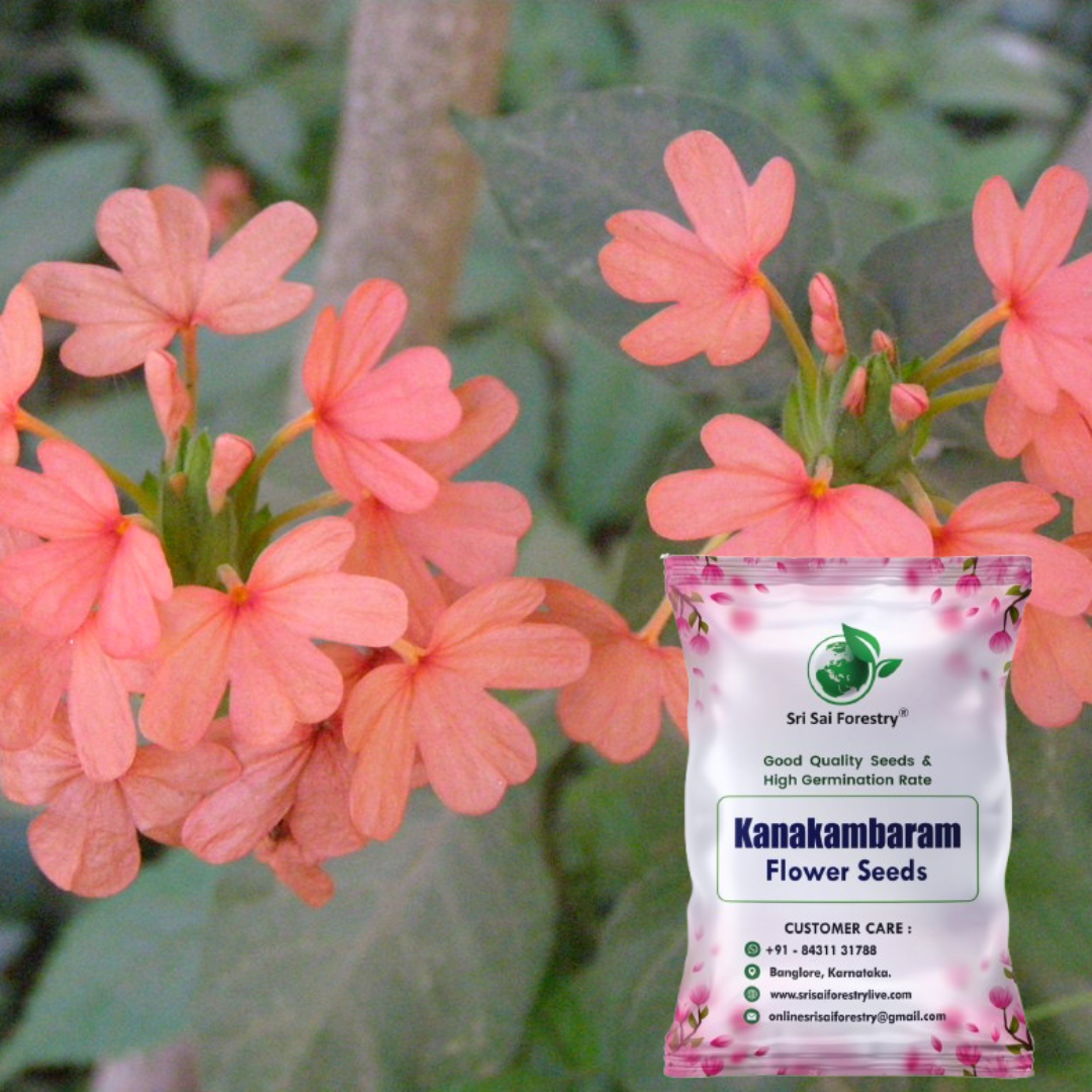Kanakambaram Flower Seed | Crossandra Flower Seeds SRI SAI FORESTRY