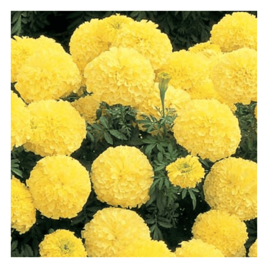 Marigold Flower Seed For Home Garden SRI SAI FORESTRY