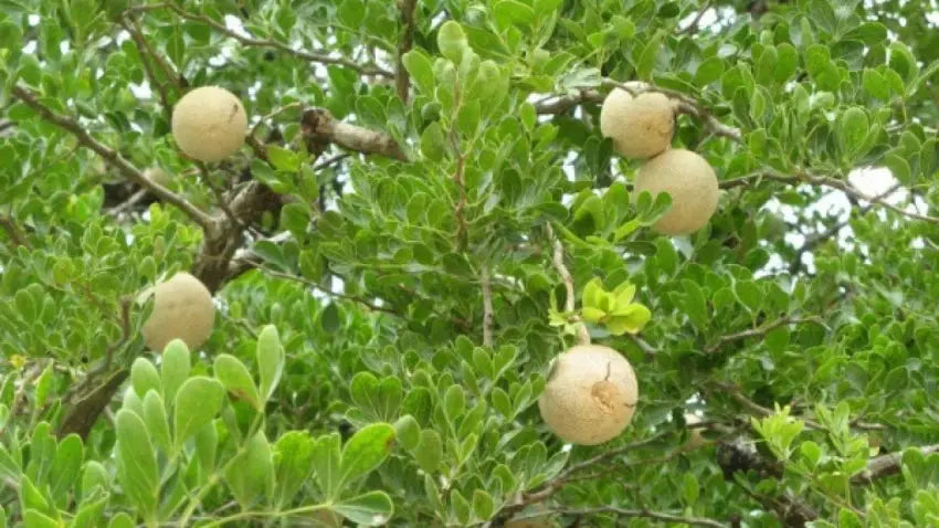 Wood Apple Tree Seeds (Bael, Aegle Marmelos) SRI SAI FORESTRY