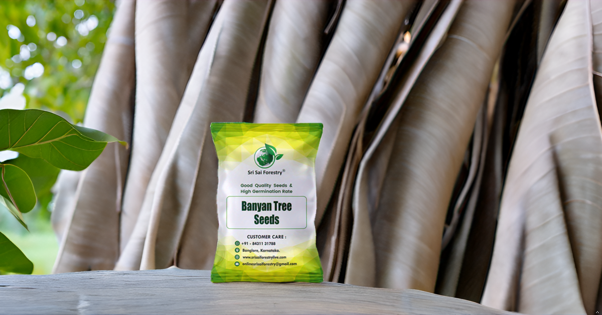 Banyan Tree Seeds (Ficus Benghalensis) – For Avenue Planting and Shade Tree Growth SRI SAI FORESTRY