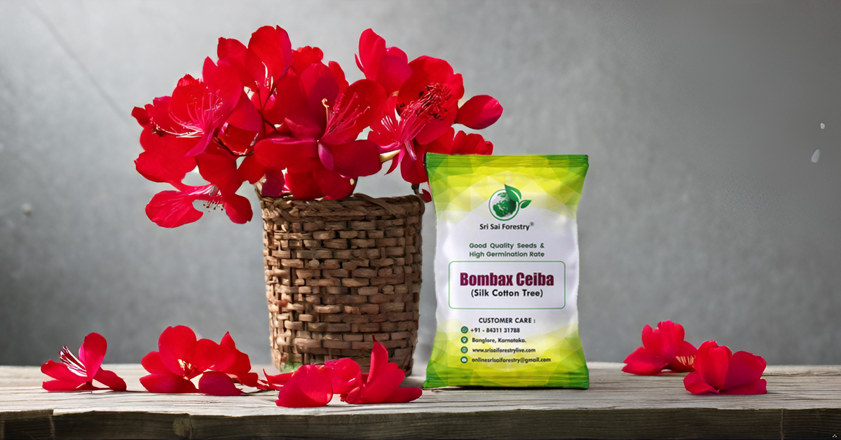 Bombax Ceiba Red Silk Cotton, Marathi Moggu Tree Seeds for Avenue, Garden, Ornamental, Indian Spice SRI SAI FORESTRY