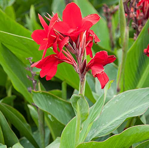 Canna Lily (Canna Indica) Flower Seeds – Mixed Colors SRI SAI FORESTRY