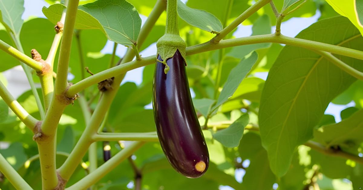 Long Brinjal Seeds | Eggplant | Begun | Kathirikai | Vankaya | Badanekai Vegetable Seeds | Terrace Balcony Kitchen Home Garden Planting SRI SAI FORESTRY