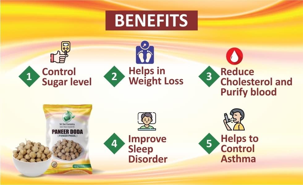 Paneer Dodi | Paneer Phool For Diabetes SRI SAI FORESTRY