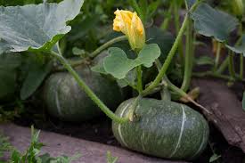 Pumpkin Seeds for Planting | Kaddu Kolu Gummadikaya Mathanga Kumblakai Vegetable Seeds | High Yield & Easy Growing Seeds for Home Garden & Kitchen Gardening SRI SAI FORESTRY