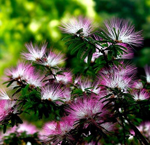 Rain Tree Seeds (Albizia Saman / Monkey Pod) – Premium Quality SRI SAI FORESTRY