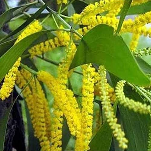Australian Teak Tree Seeds (Acacia Mangium) – For Landscaping and Timber Growth SRI SAI FORESTRY