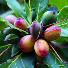 Terminalia Catappa Seeds, Indian Almond Tree Seed SRI SAI FORESTRY