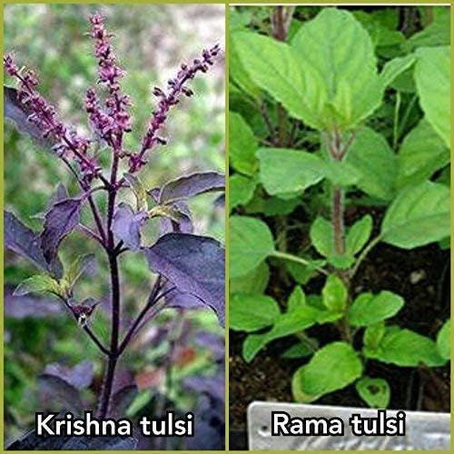 Natural Krishna Holy Tulsi Seeds for Planting SRI SAI FORESTRY