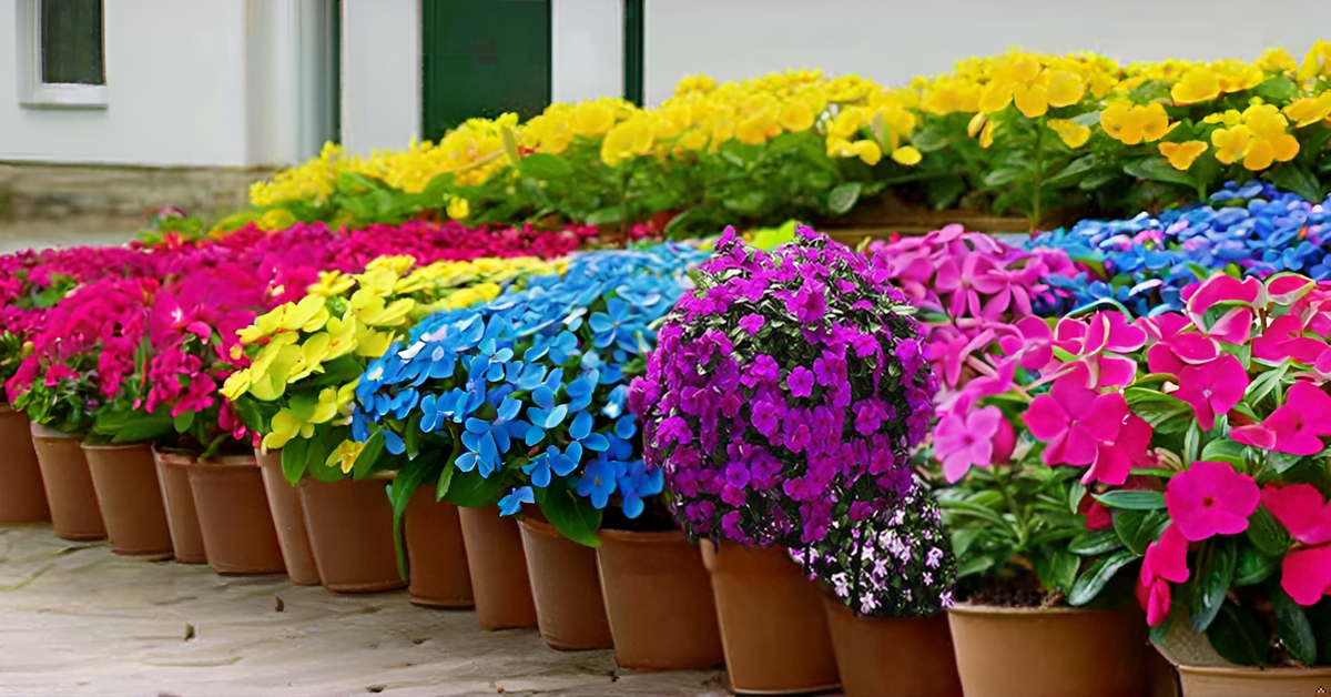 Rosy Periwinkle (Vinca) Glowing Mix Color Seeds – Vibrant Blooms for Home Gardens & Balconies SRI SAI FORESTRY