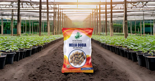 Sri Sai Forestry’s Guide to Fast Growing Melia Dubia (Malabar Neem) Farming