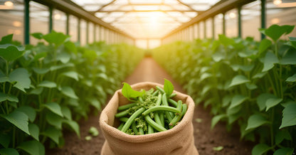 Beans Seeds for Planting | French Beans | Farasbi | Sem | Chikkudu | Avarakkai | Sheem | Barbati | Phali | Organic Vegetable Seeds for Home Garden Terrace Balcony SRI SAI FORESTRY