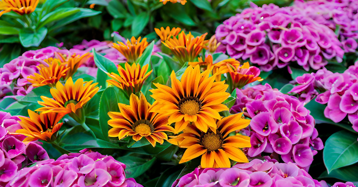 Gazania Flower Seeds – Colorful Mixed Blooms for Home Gardens, Terraces & Balconies SRI SAI FORESTRY