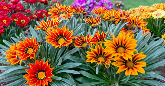 Gazania Flower Seeds – Colorful Mixed Blooms for Home Gardens, Terraces & Balconies SRI SAI FORESTRY