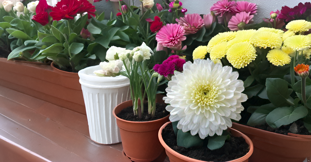 White Chrysanthemum Flower Seeds, Sevanti, White Shevanti Flower Color Seed Ornamental Plant Flower Seed for Home Garden Terrace Apartments Balcony SRI SAI FORESTRY