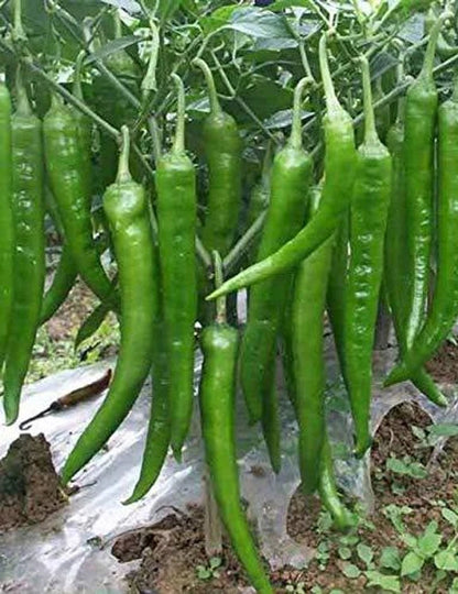 Green Chilli Seeds for Planting (Spicy mirchi sambar mirchi milagai mirapakaya HasiMenasu mirsang) vegetable seeds for Home Garden SRI SAI FORESTRY
