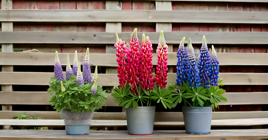 Lupin Flower Seeds – Stunning, Tall Blooms for Your Garden & Balcony SRI SAI FORESTRY