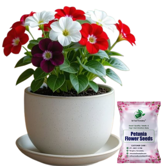 Petunia Flower Seeds for Home Garden SRI SAI FORESTRY