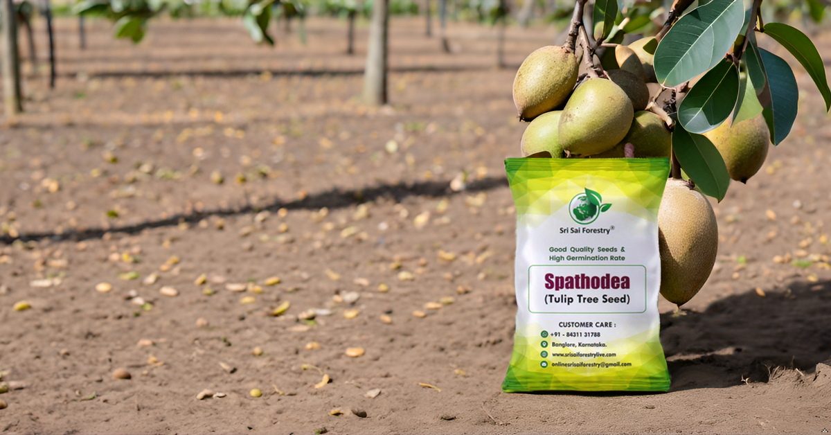 Sapota Seeds (Chikoo / Chiku / Manilkara zapota / Sapodilla) – Grow Your Own Sweet Tropical Delight! SRI SAI FORESTRY