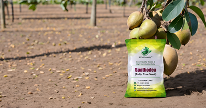 Sapota Seeds (Chikoo / Chiku / Manilkara zapota / Sapodilla) – Grow Your Own Sweet Tropical Delight! SRI SAI FORESTRY