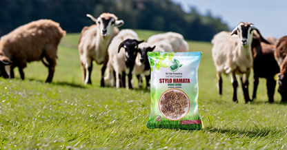 Stylo Hamata Grass Seeds for Animal Fodder | Stylo Hamata Grass SRI SAI FORESTRY