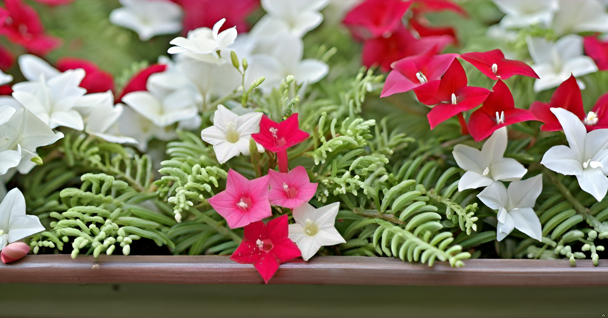 Cypress Vine Seeds Creeper Plant Seeds SRI SAI FORESTRY