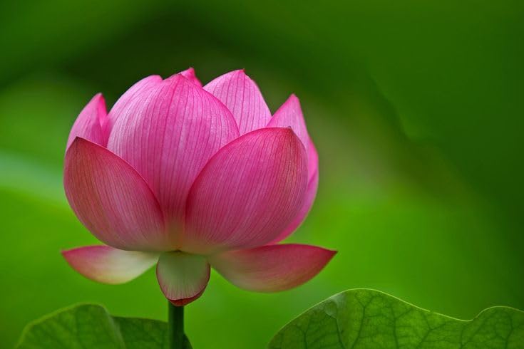 Lotus Seeds for Planting in Water SRI SAI FORESTRY