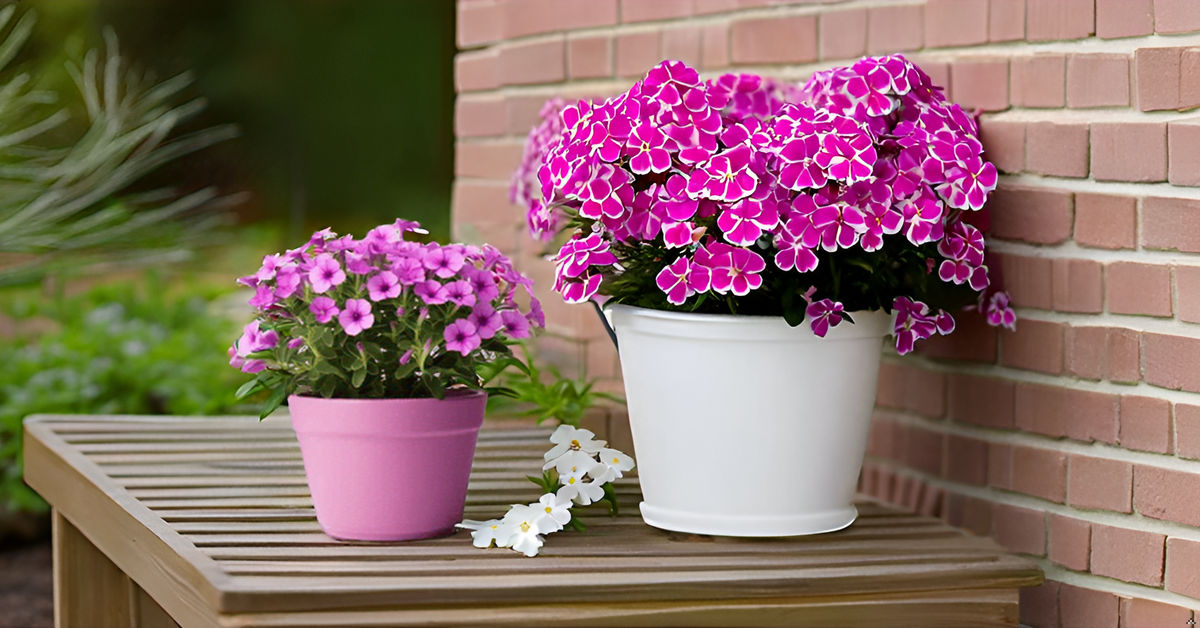 Phlox Flower Seeds (100 Seeds, Mixed Colors) – Brighten Up Your Home Garden & Balcony SRI SAI FORESTRY