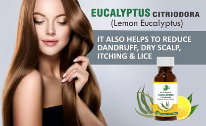 Eucalyptus Citriodora Oil – Refreshing Lemon Scent for Aromatherapy (Lemon Eucalyptus) SRI SAI FORESTRY