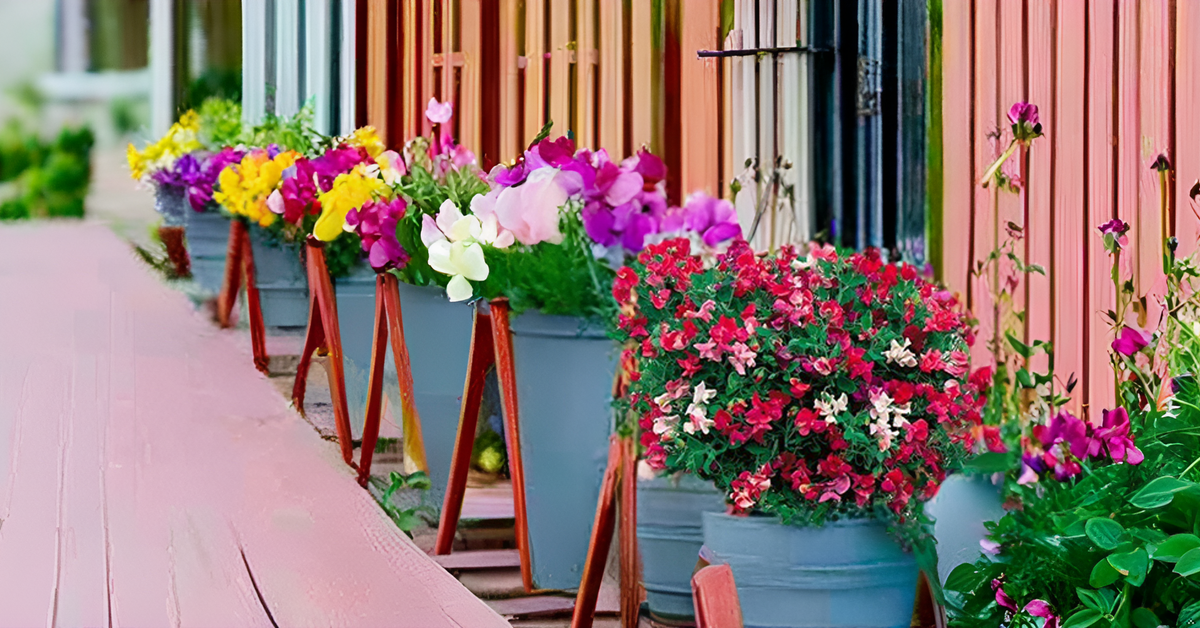 Sweet Peas Flower Seeds – Vibrant & Fragrant Blooms for Your Garden, Balcony & Terrace SRI SAI FORESTRY