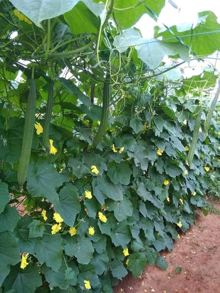 Ridge Gourd Seeds for Planting, Turai Dodka Peerkangai Beerakaya Peechinga Vegetable Seeds for Home Kitchen Terrace Balcony Garden SRI SAI FORESTRY