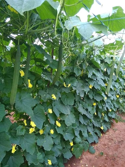 Ridge Gourd Seeds for Planting, Turai Dodka Peerkangai Beerakaya Peechinga Vegetable Seeds for Home Kitchen Terrace Balcony Garden SRI SAI FORESTRY