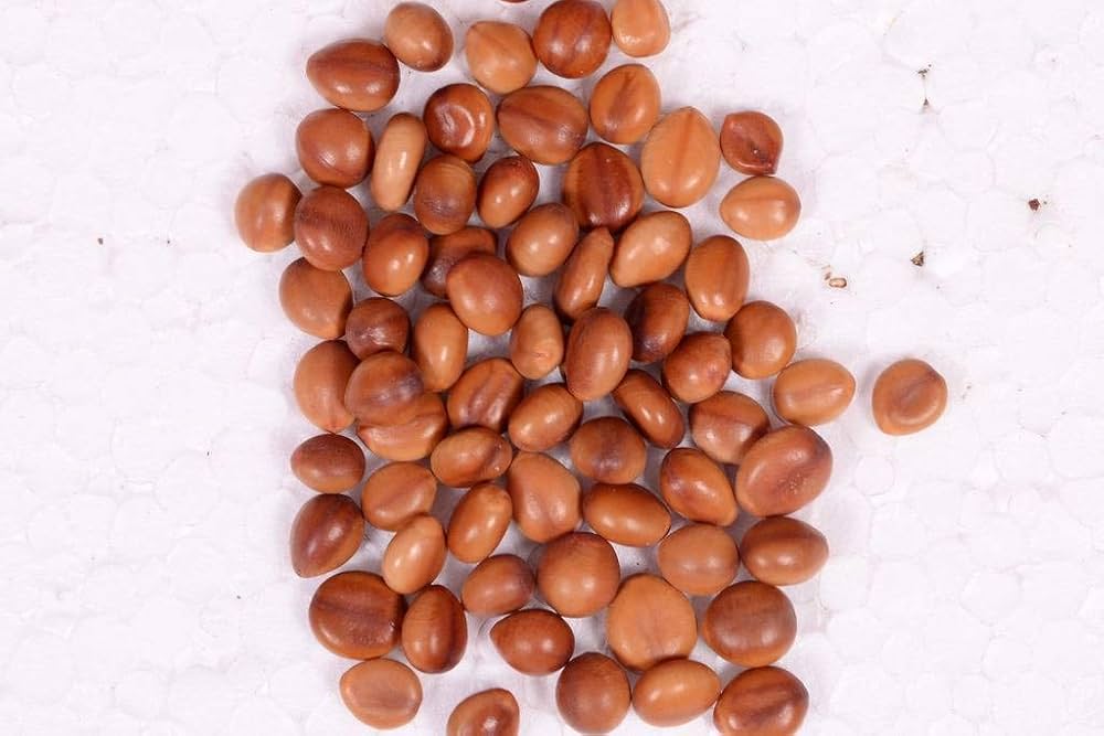 Cassia Javanica (Apple Blossom) Flower Tree Seeds – Pink Shower Tree Seeds SRI SAI FORESTRY