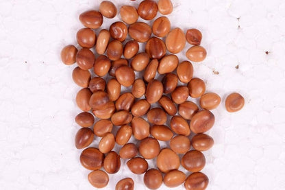 Cassia Javanica (Apple Blossom) Flower Tree Seeds – Pink Shower Tree Seeds SRI SAI FORESTRY