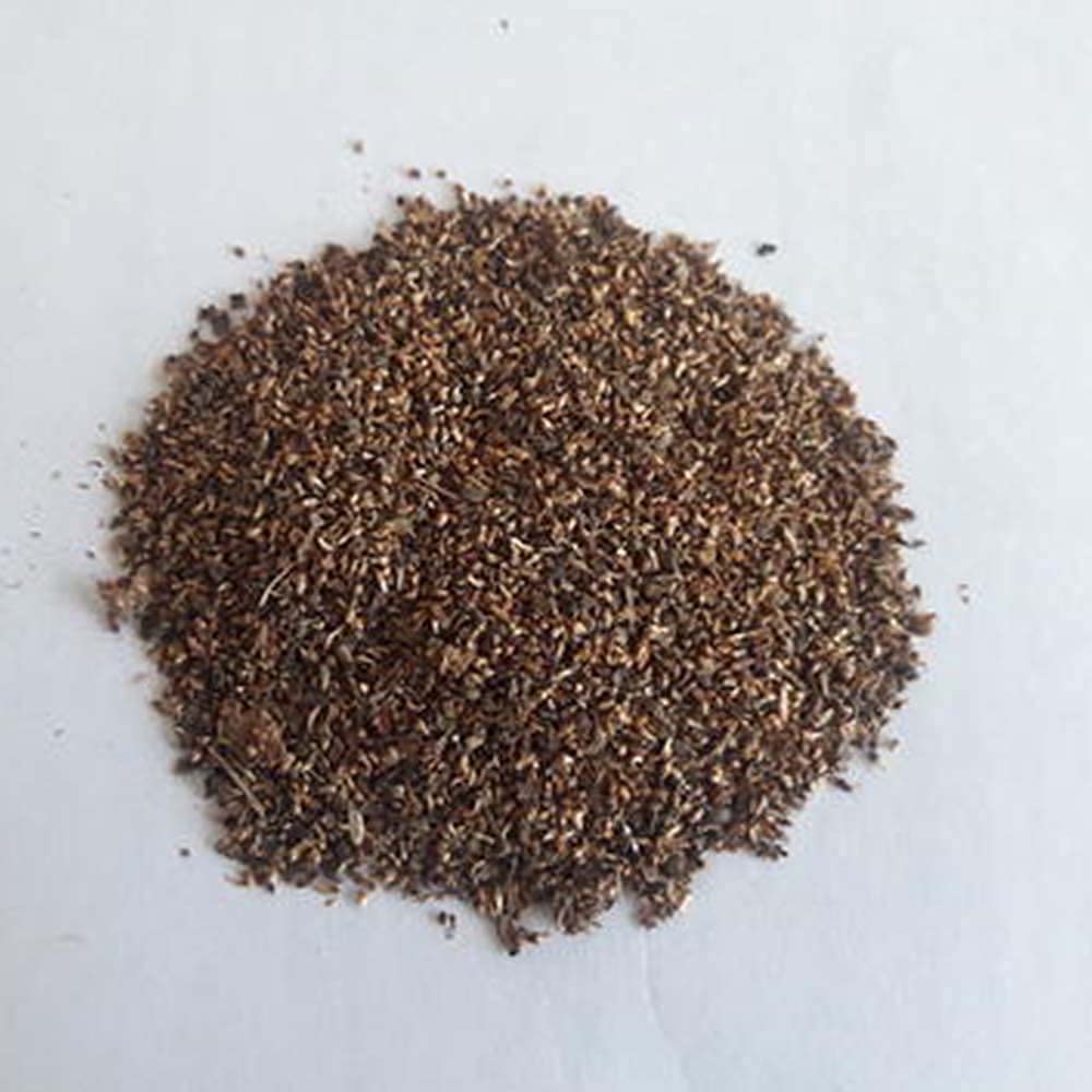 Peepal Tree Seeds – Ficus Religiosa for Avenue and Shade Trees SRI SAI FORESTRY