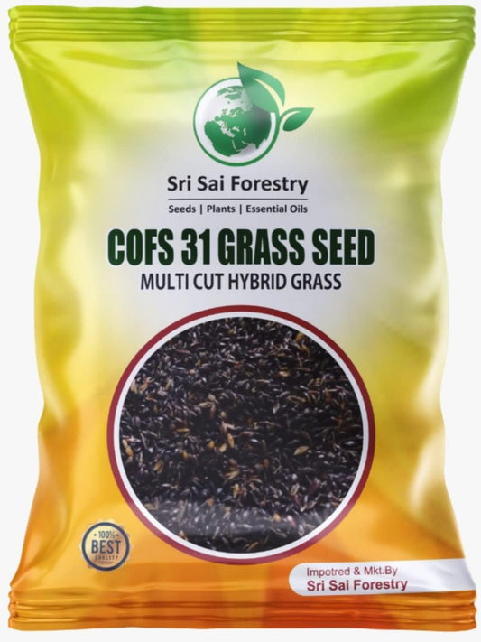 COFS 31 Grass Seeds Multi Cut Grass Seeds for Cow, Goat Grass Seeds SRI SAI FORESTRY