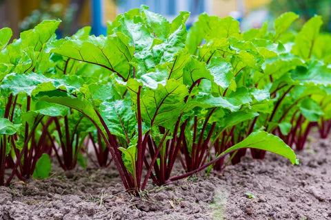 Beetroot Seeds for Planting (Chukundar, Beet Root, Parsnip) Vegetable Seed for Balcony, Terrace &amp; Home Kitchen Garden SRI SAI FORESTRY